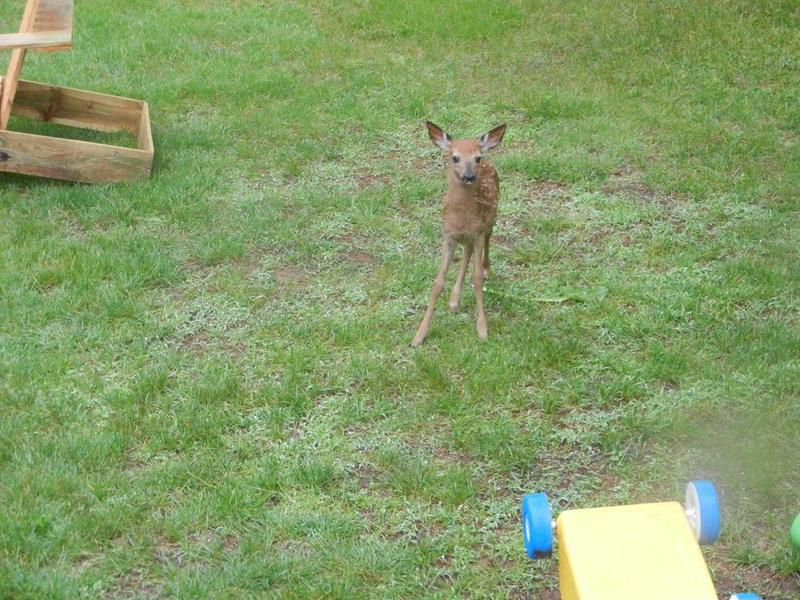 Illustration for article titled Fawn on my Lawn